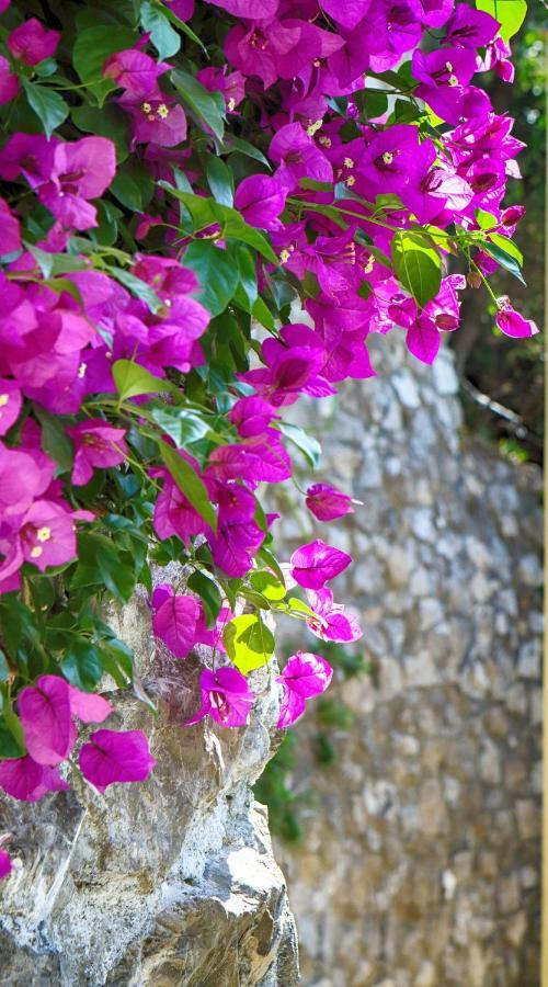 Positano Holidays Dış mekan fotoğraf